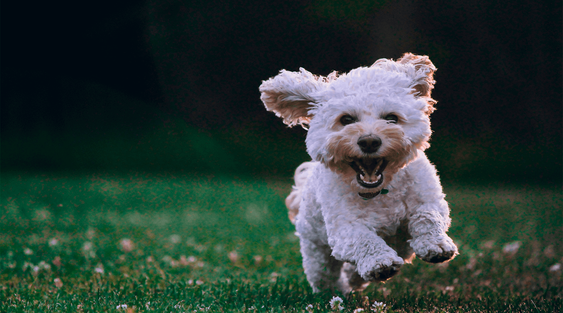 Lapusi online pet store homepage banner