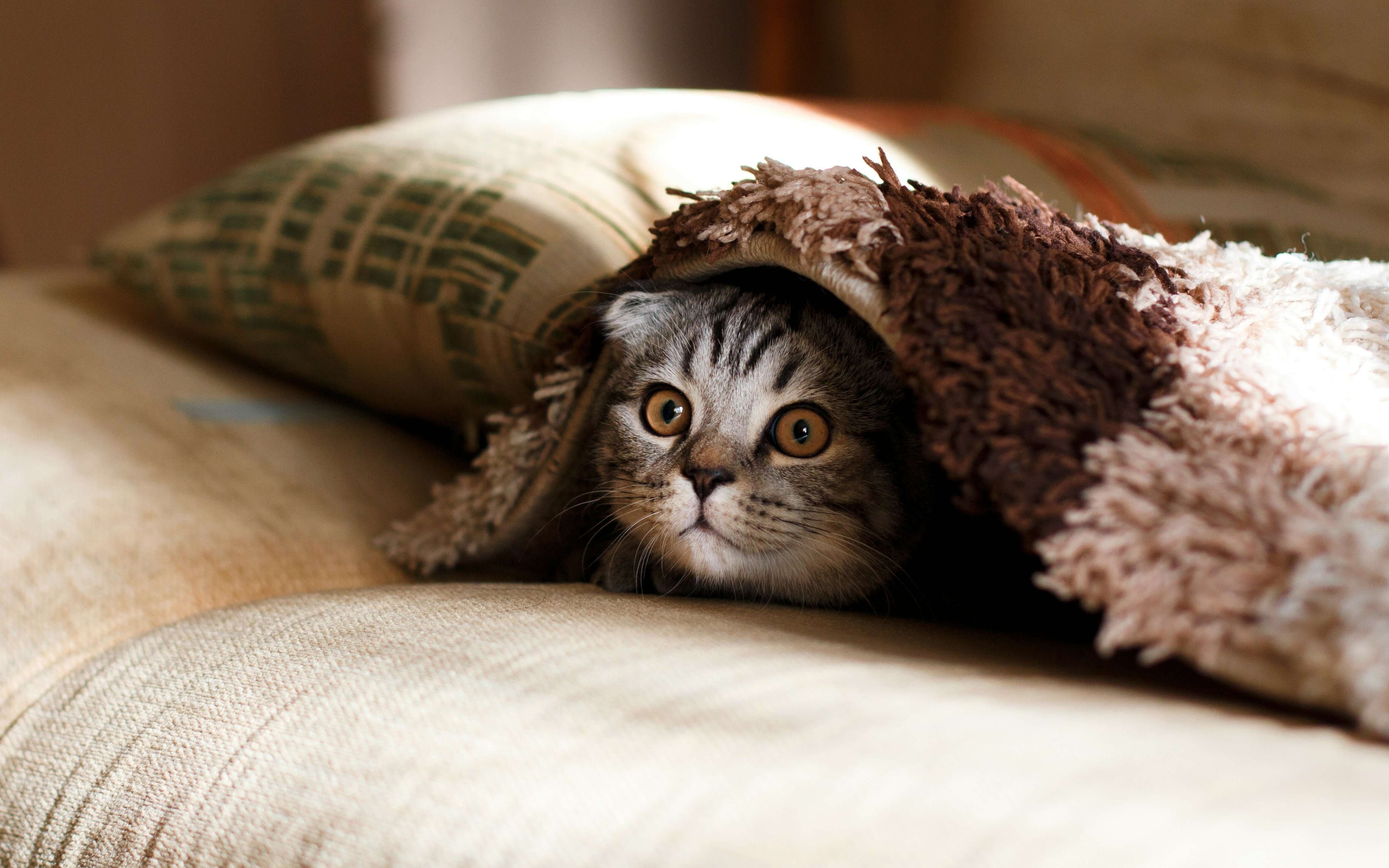 Discover the best for pets on our homepage
