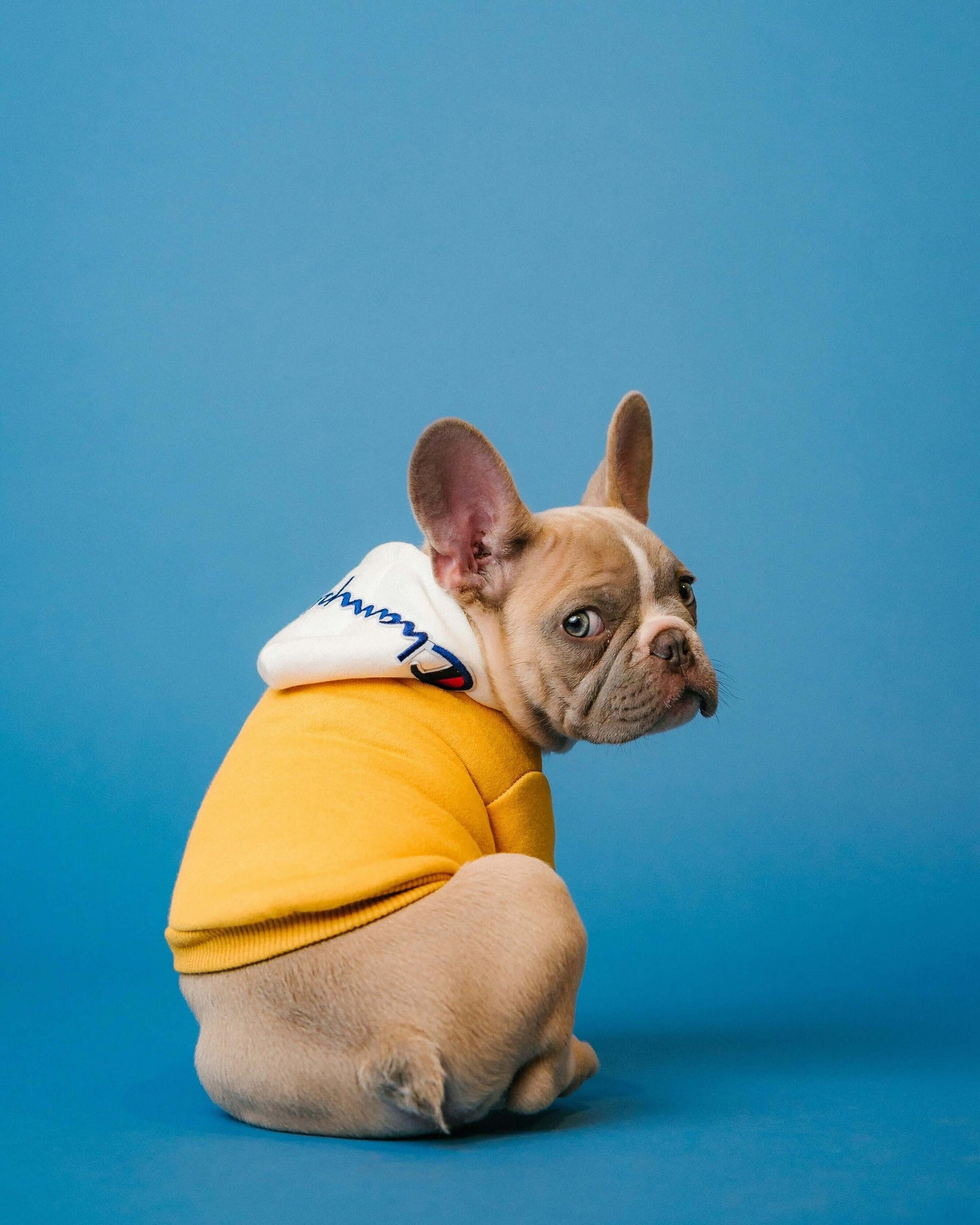 Fun and cozy accessories for dogs