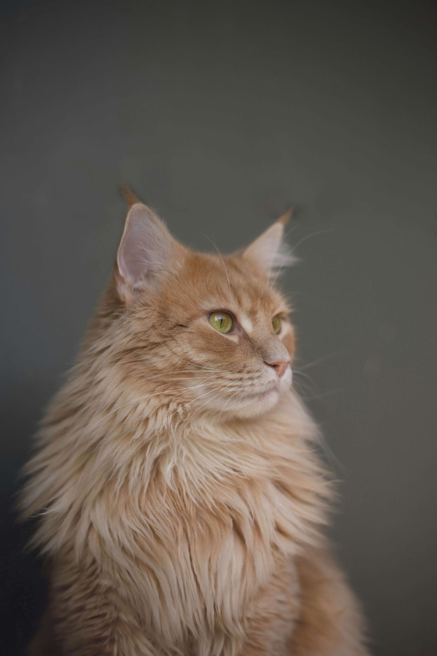 Shop unique and comfy cat beds online