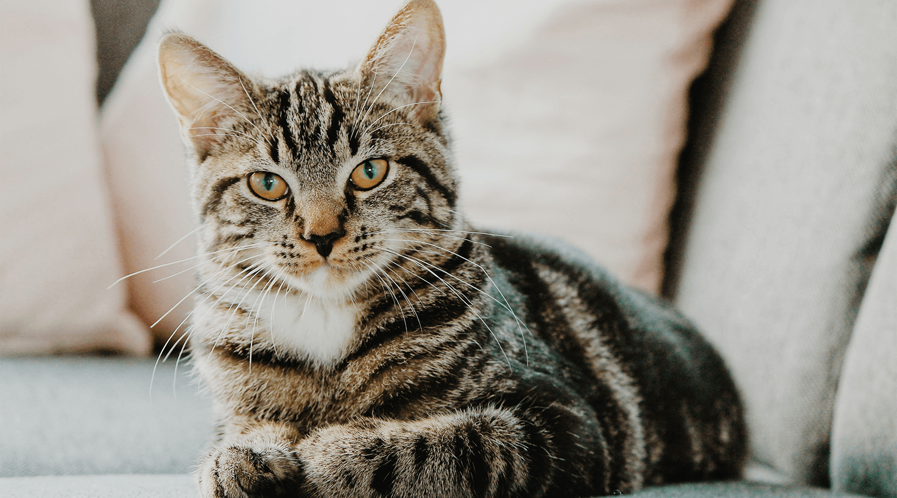 Best-selling pet accessories for cats and dogs